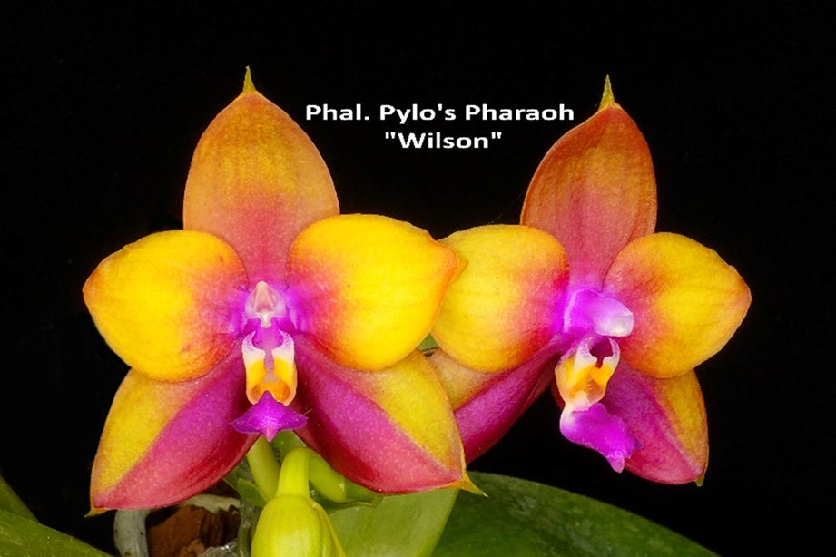 Phalaenopsis Pylo's Pharaoh 'Wilson'