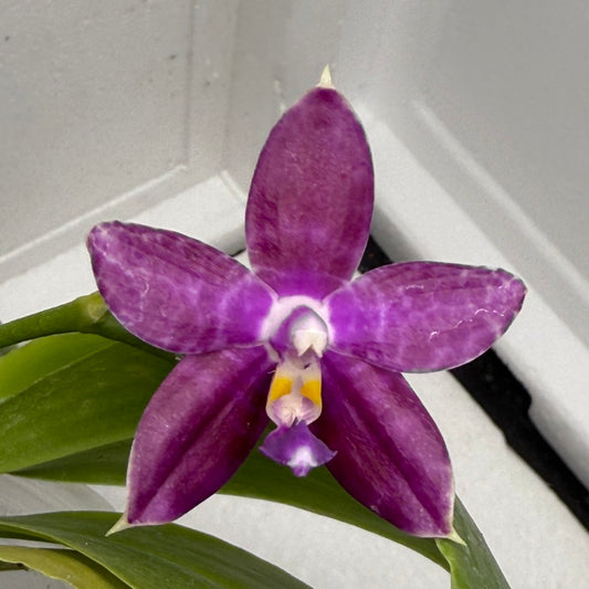 Phalaenopsis Mainshow Starry Night 250809 Flowering
