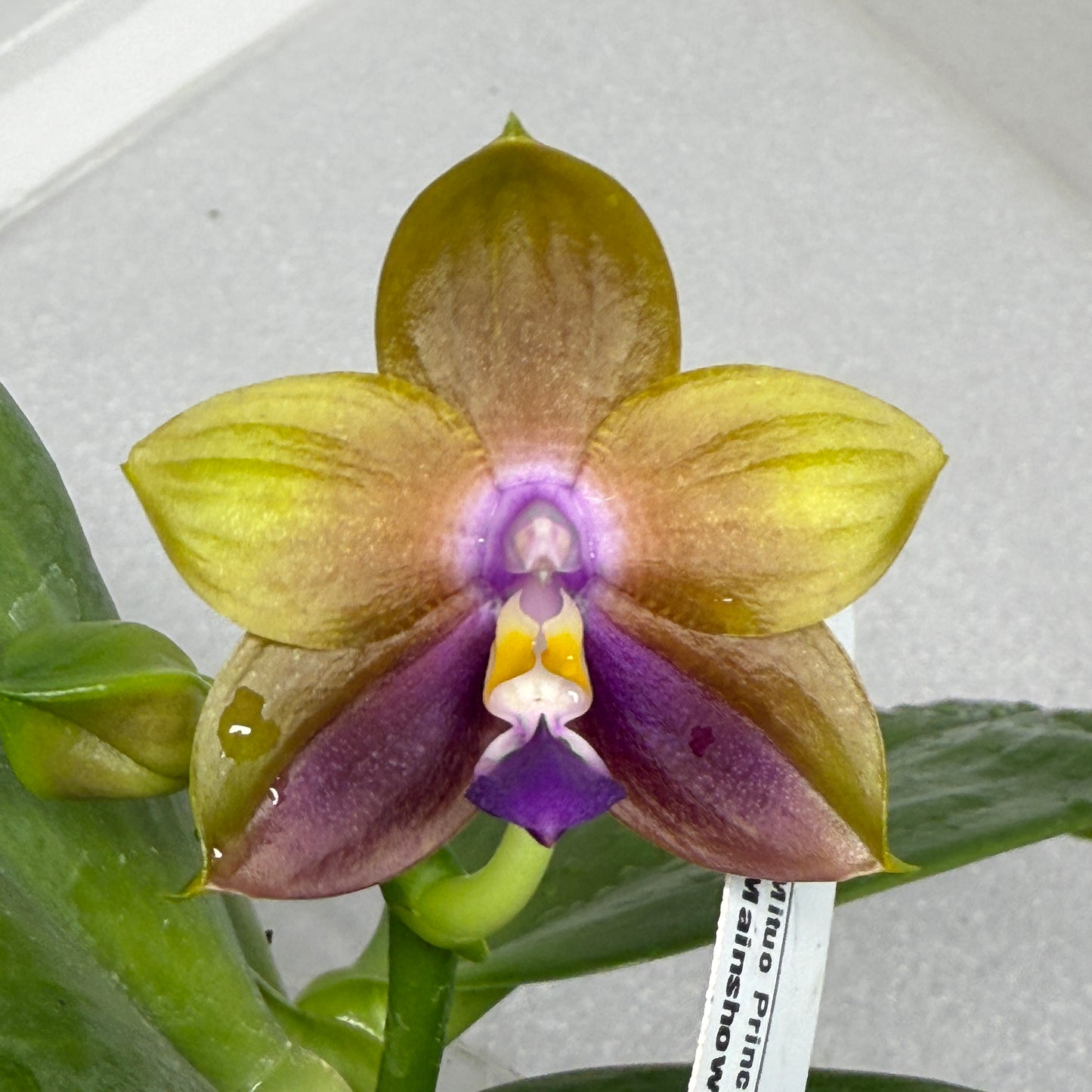 Phalaenopsis (Mituo Princess x Mainshow Magic) QA-047-250726 Flowering