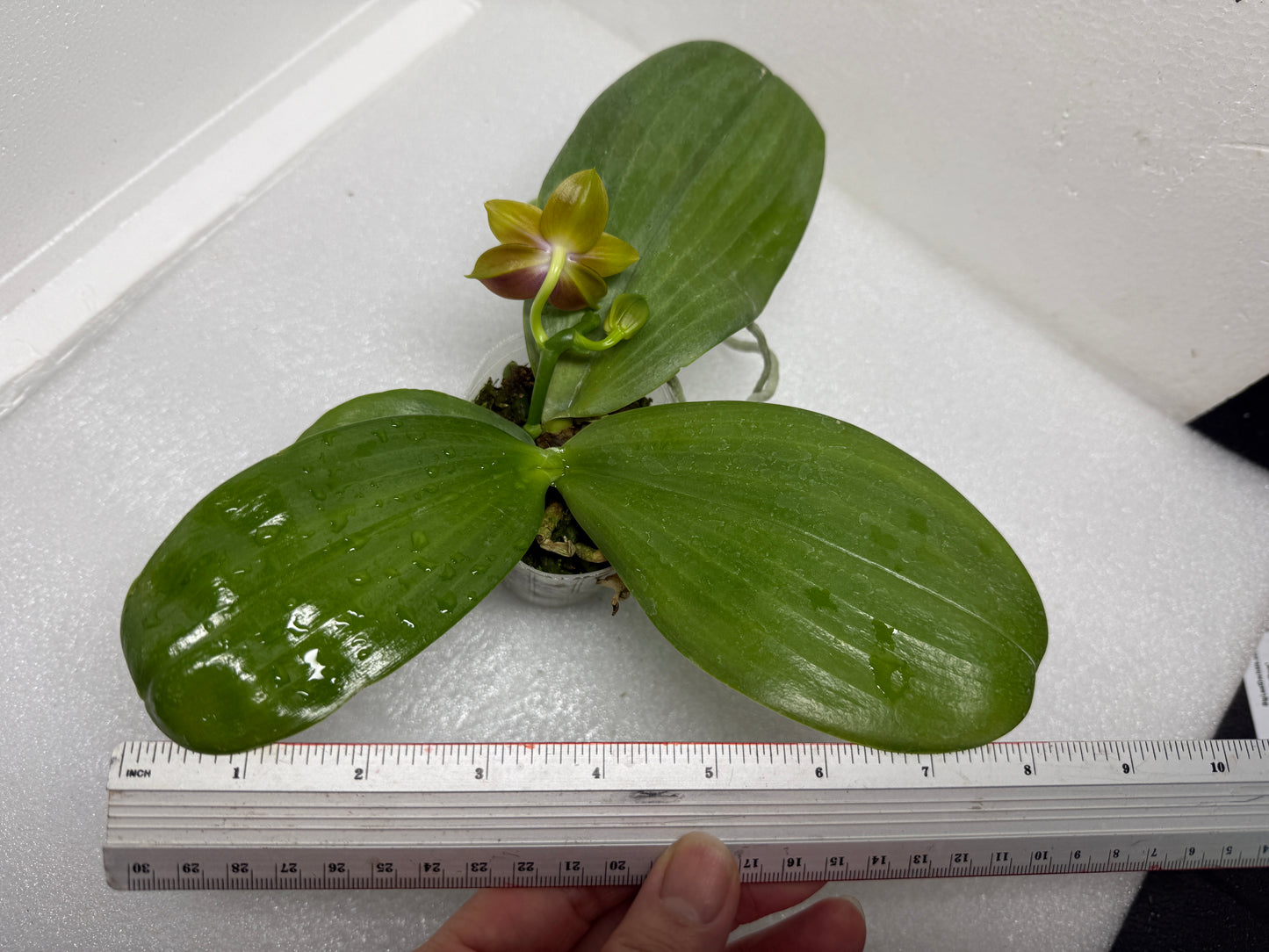 Phalaenopsis (Mituo Princess x Mainshow Magic) QA-047-250726 Flowering