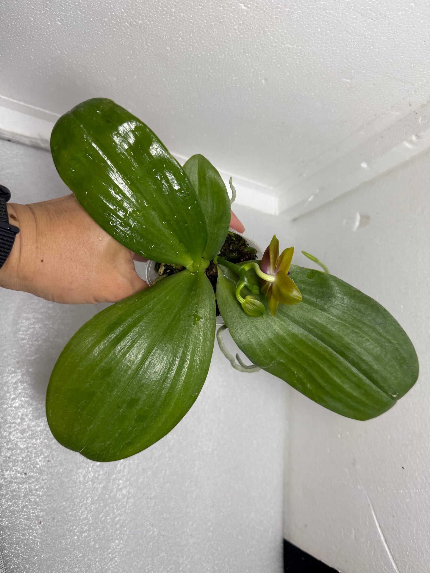 Phalaenopsis (Mituo Princess x Mainshow Magic) QA-047-250726 Flowering