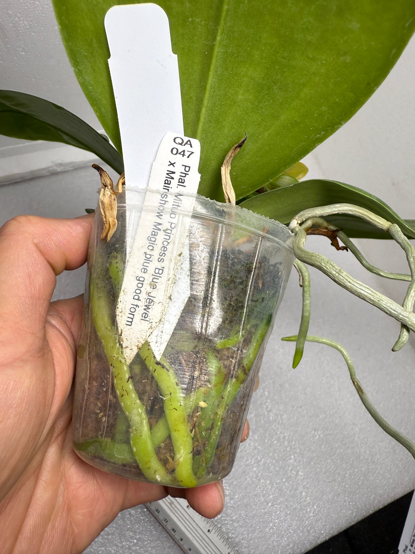 Phalaenopsis (Mituo Princess x Mainshow Magic) QA-047-250726 Flowering