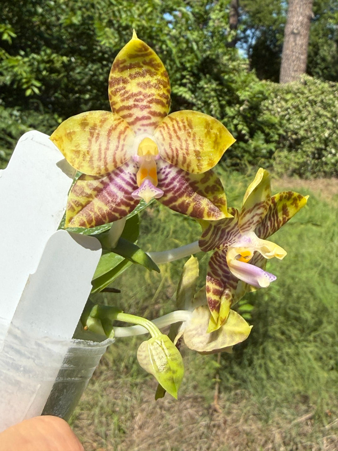 Phalaenopsis MS Magic Dragon, 260531 Flowering Seed Grown 2 spikes Fragrant