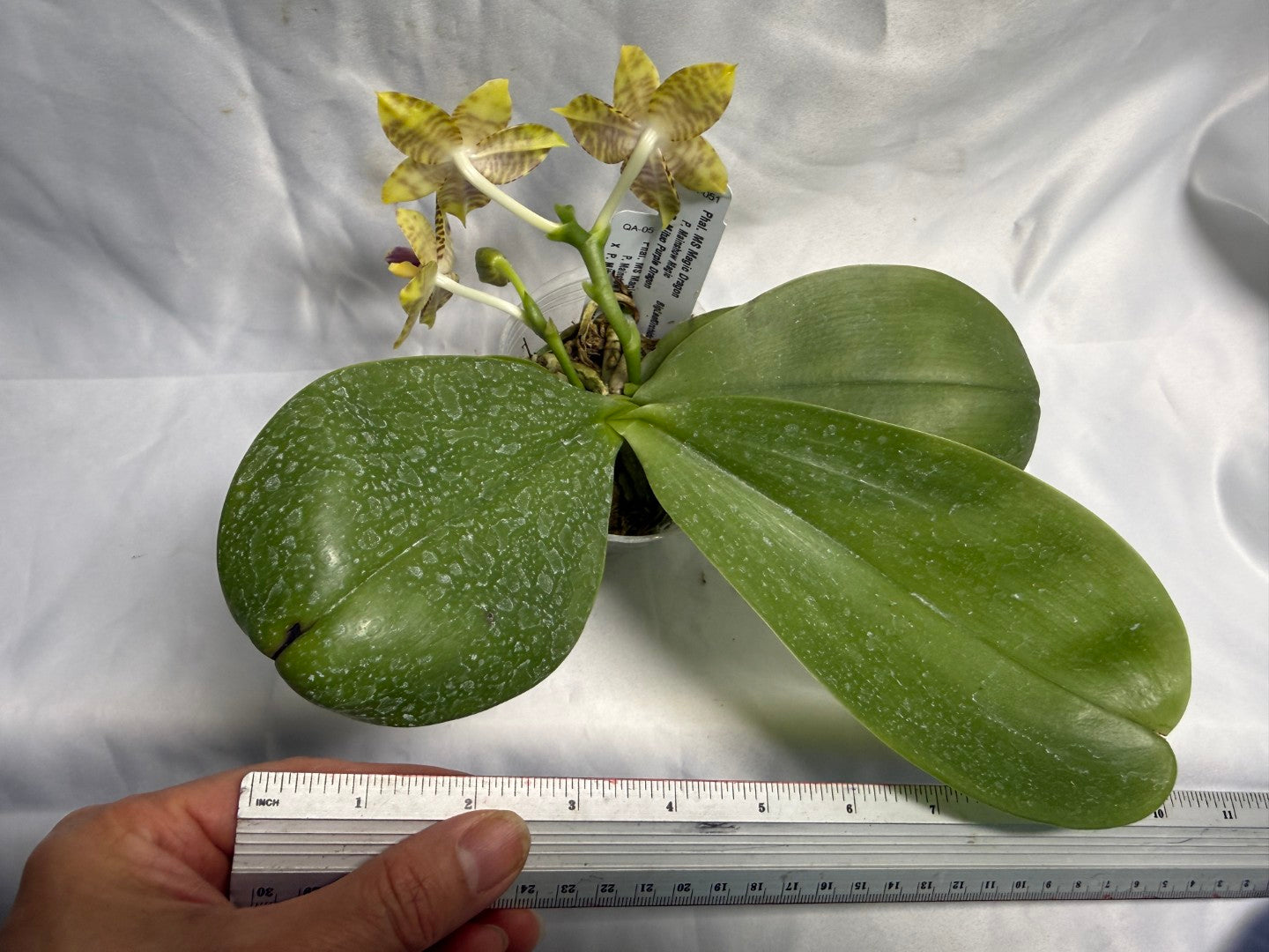 Phalaenopsis MS Magic Dragon, 260531 Flowering Seed Grown 2 spikes Fragrant