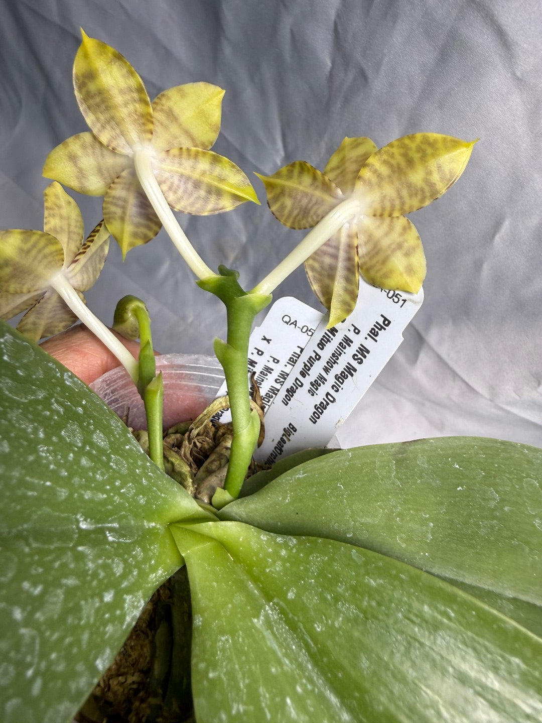 Phalaenopsis MS Magic Dragon, 260531 Flowering Seed Grown 2 spikes Fragrant