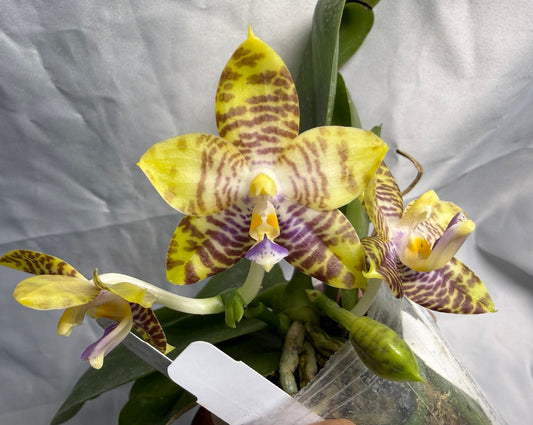 Phalaenopsis MS Magic Dragon, 260531 Flowering Seed Grown 2 spikes Fragrant