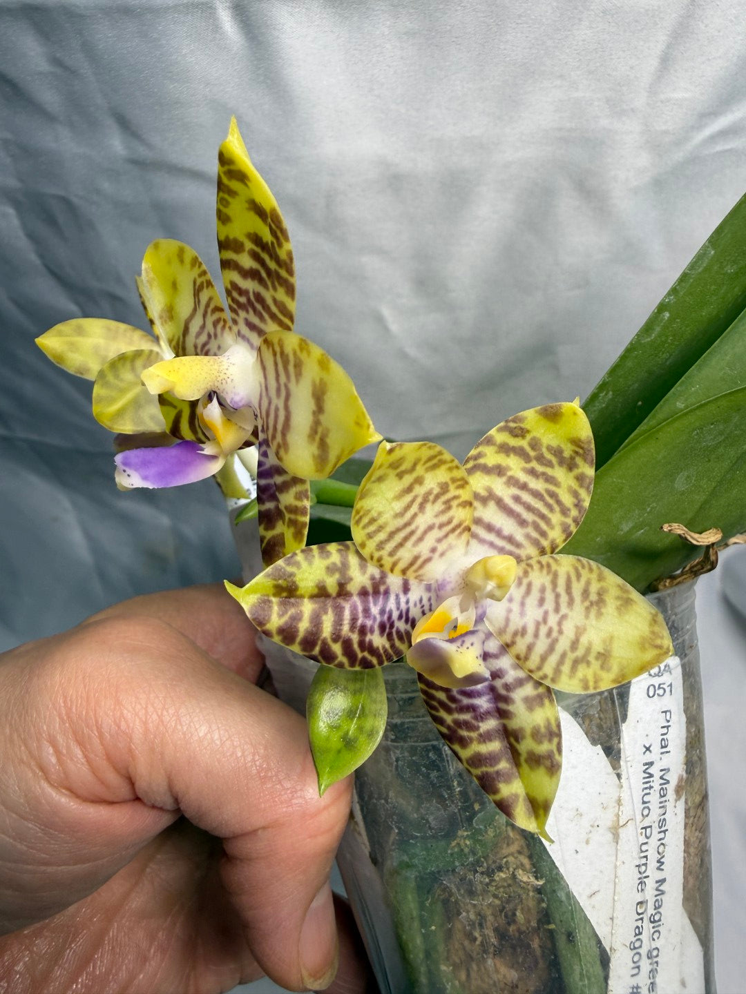 Phalaenopsis MS Magic Dragon, 260531 Flowering Seed Grown 2 spikes Fragrant