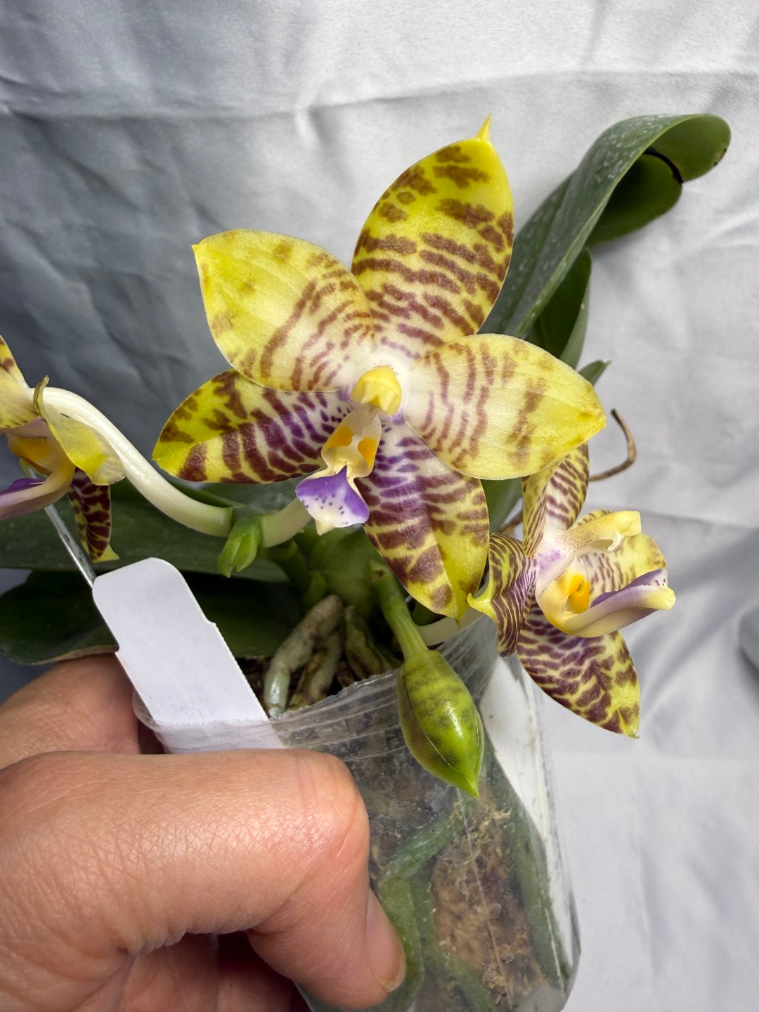 Phalaenopsis MS Magic Dragon, 260531 Flowering Seed Grown 2 spikes Fragrant