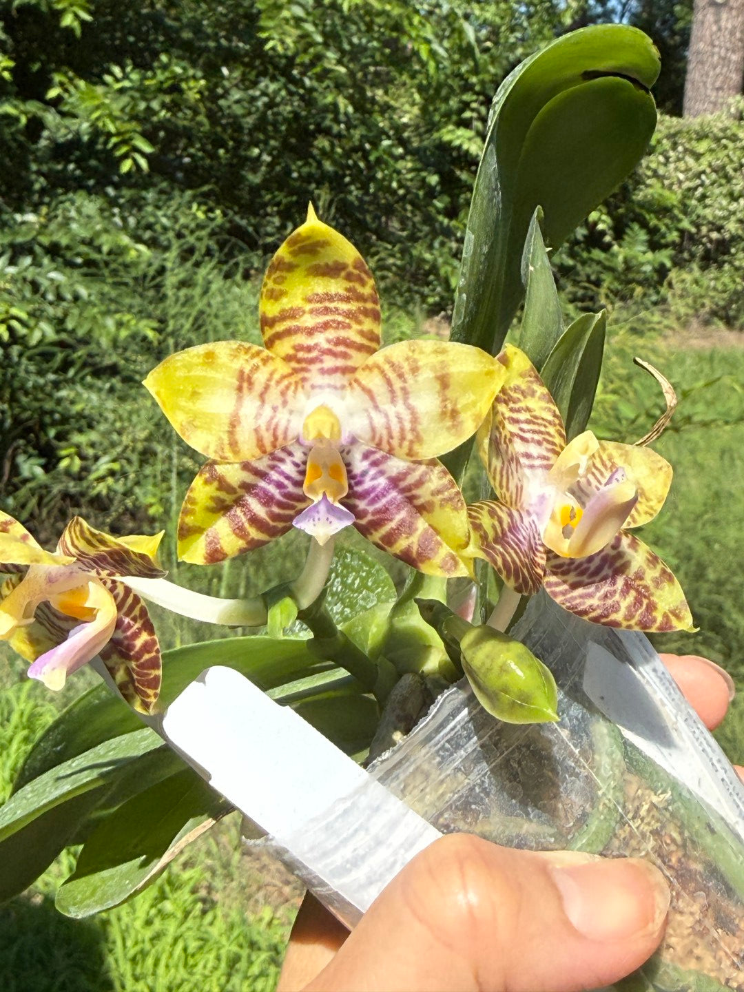 Phalaenopsis MS Magic Dragon, 260531 Flowering Seed Grown 2 spikes Fragrant
