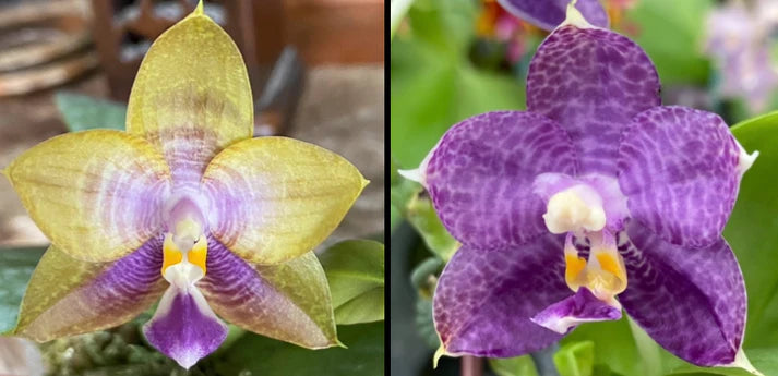 Phalaenopsis MS Magic Dragon, QA-051 - Seed Grown