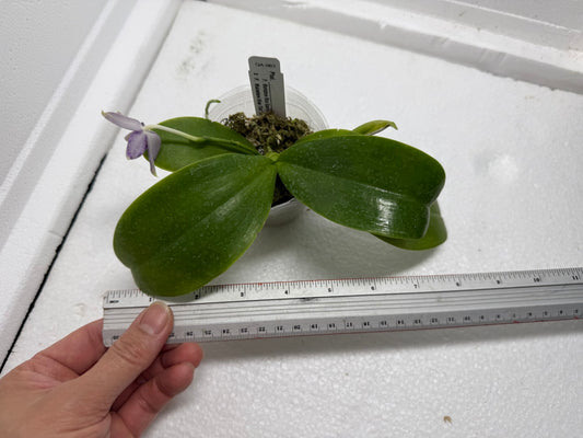 Phalaenopsis Mainshow Blue Sparrow x Mainshow Blue Tint 250823 Flowering