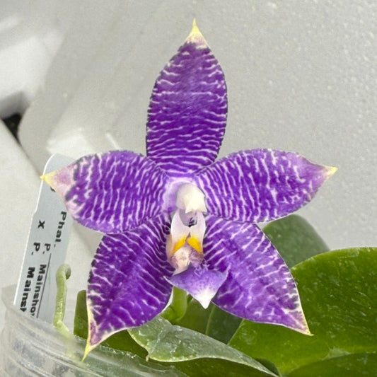 Phalaenopsis Mainshow Blue Sparrow x Mainshow Blue Tint 250823 Flowering