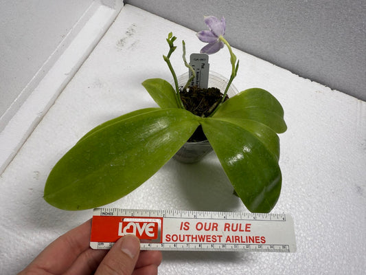 Phalaenopsis Mainshow Blue Sparrow x Mainshow Blue 250620 Flowering