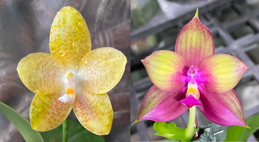 Phalaenopsis (Z M Muscadin x gigantea) x Mituo Love QA-064 - Seed Grow ...