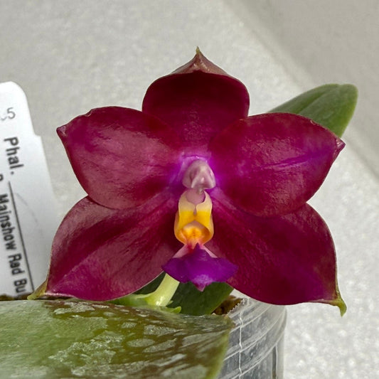 Phalaenopsis Mainshow Red Bull x Mituo Love 250721 Flowering