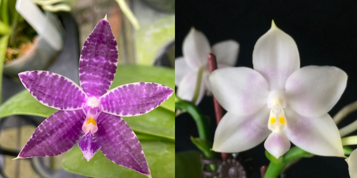 Phalaenopsis Bentley’s Star - Seed Grown