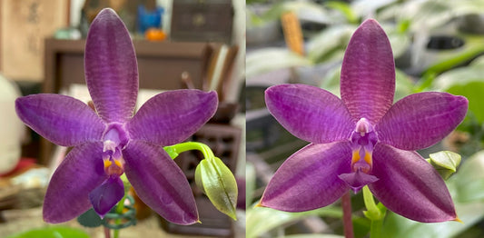 Phalaenopsis Norman's Blue Jennifer x Mainshow Blue Wave QA-070 Seed Grown