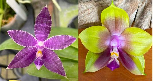 Phalaenopsis Mainshow Blue Tint x Mituo Princess QA-071 Seed Grown