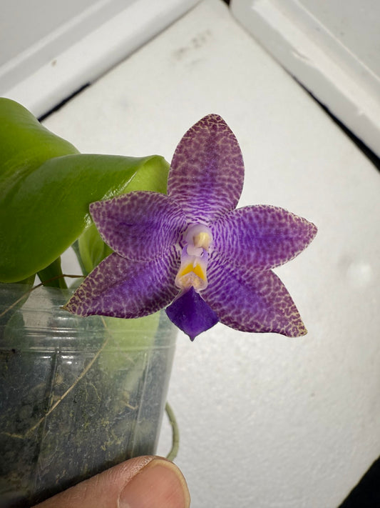 Phalaenopsis (Mainshow Blue Elf x Mainshow Blue Tint) 250825 Flowering