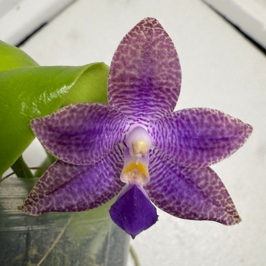 Phalaenopsis (Mainshow Blue Elf x Mainshow Blue Tint) 250825 Flowering