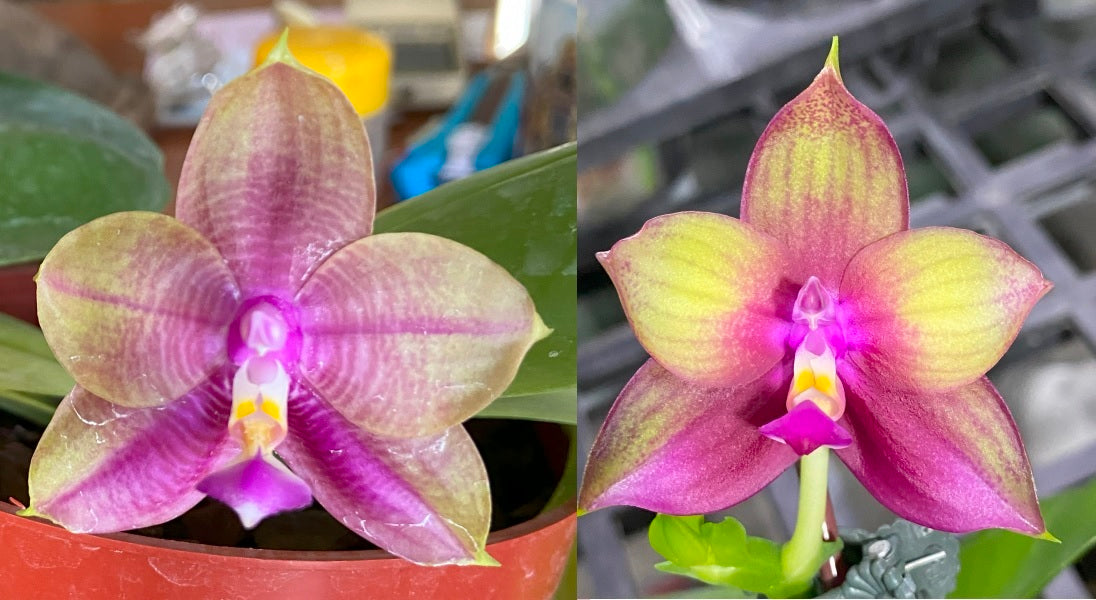 Phalaenopsis Mainshow Colourful red x Mituo Love QA-074 - See Grown