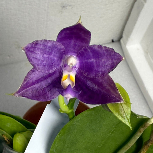 Phalaenopsis Mainshow Colourful x Mituo Love 250625 Flowering Seed Grown