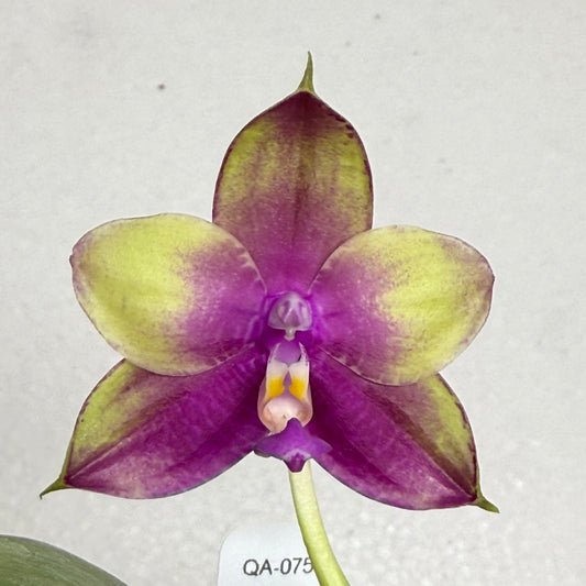 Phalaenopsis Mituo Reflex Dragon x KS Blue Ludde 250820 Flowering
