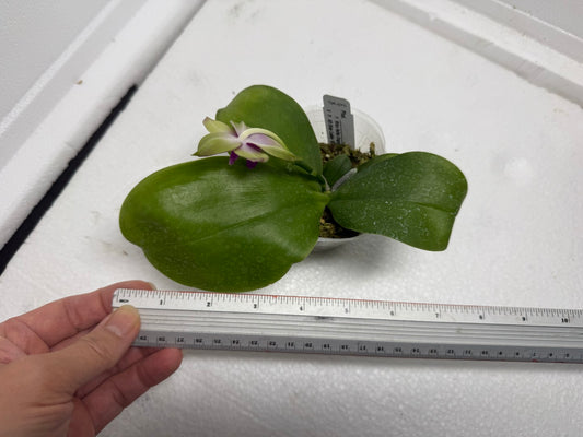 Phalaenopsis Mituo Reflex Dragon x KS Blue Ludde 250820 Flowering