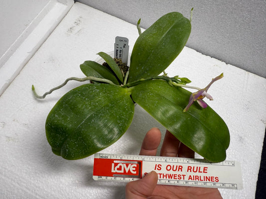 Phalaenopsis Mituo Reflex Dragon x Lioulin Bluebird 250620 Flowering