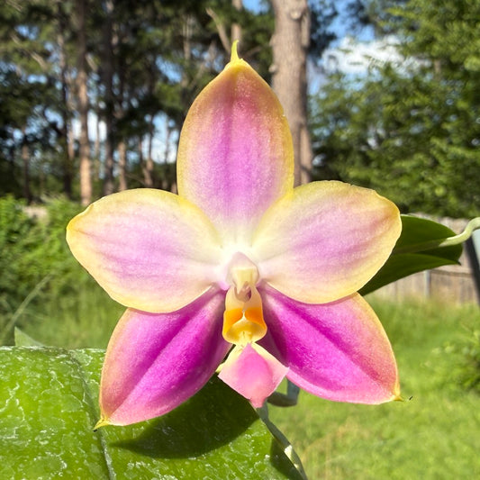 Phalaenopsis Mituo Reflex Dragon x Lioulin Bluebird 250620 Flowering