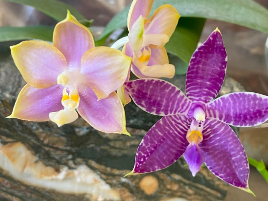 Phalaenopsis Mituo Reflex Dragon Blue-2' AM/AOS x Lioulin Bluebird QA-079 Seed Grown