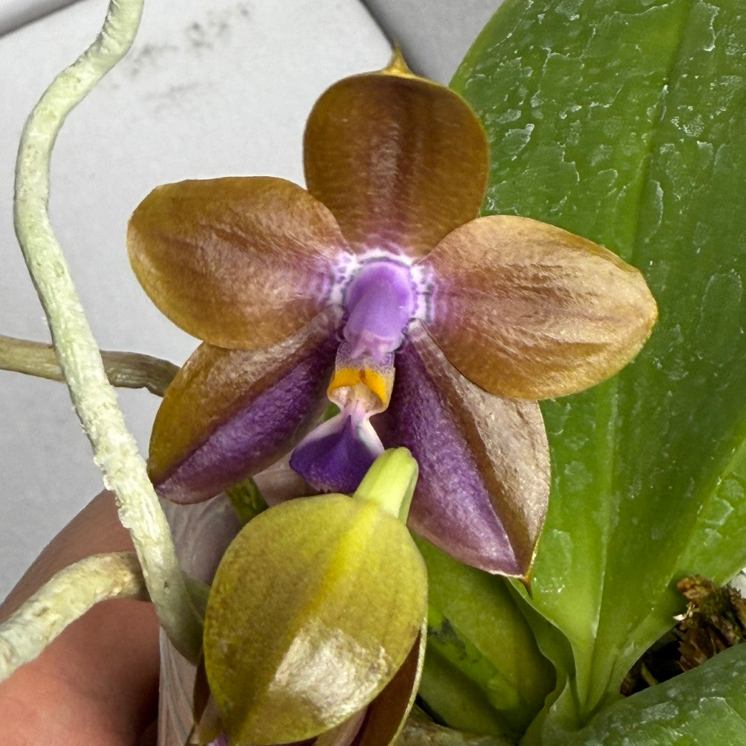 Phalaenopsis Smiley Bluebird shinning blue x Mituo Princess 'MO-511' QA-081