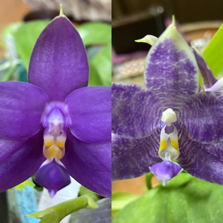 Orchid Flasks Big Leaf Orchids