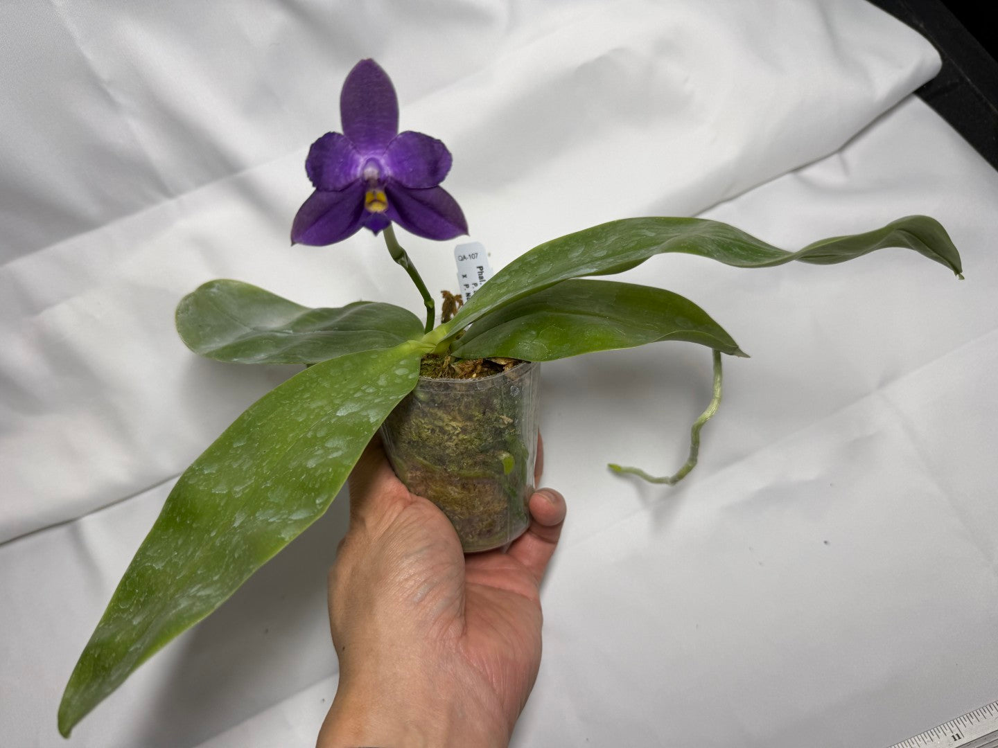 Phalaenopsis MS Smiley Jenn 251114-A Flowering