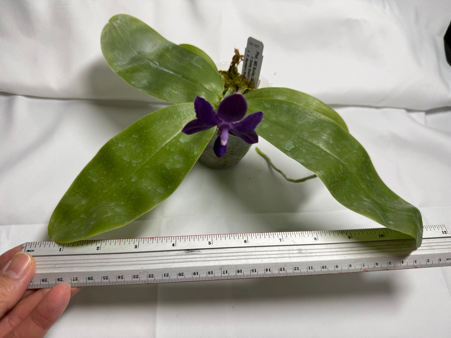 Phalaenopsis MS Smiley Jenn 251114-A Flowering