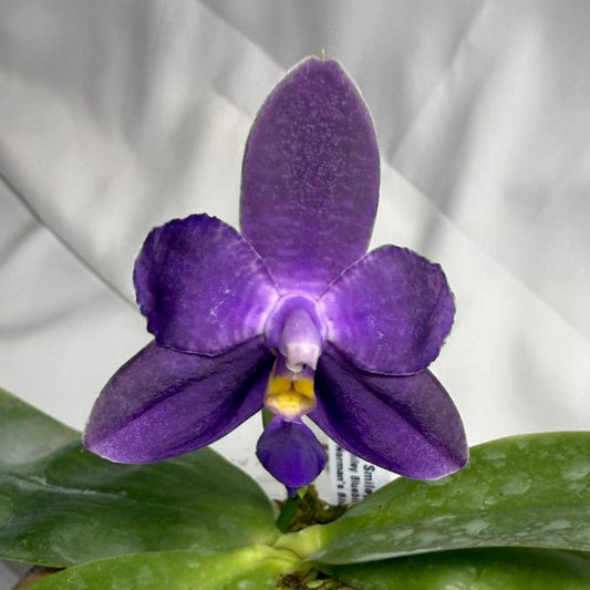 Phalaenopsis MS Smiley Jenn 251114-A Flowering