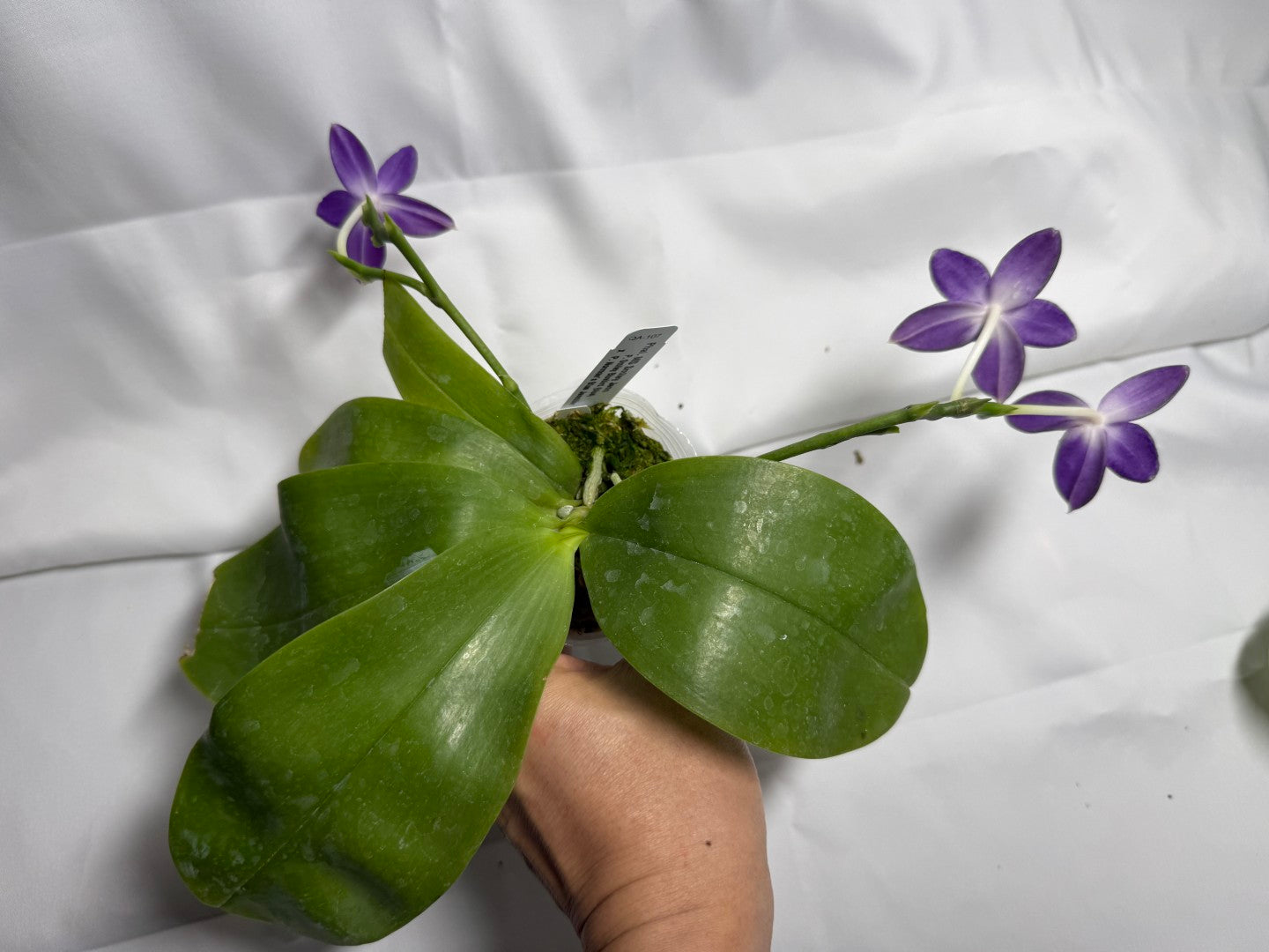 Phalaenopsis MS Smiley Jenn 251114-B Flowering 2 spikes