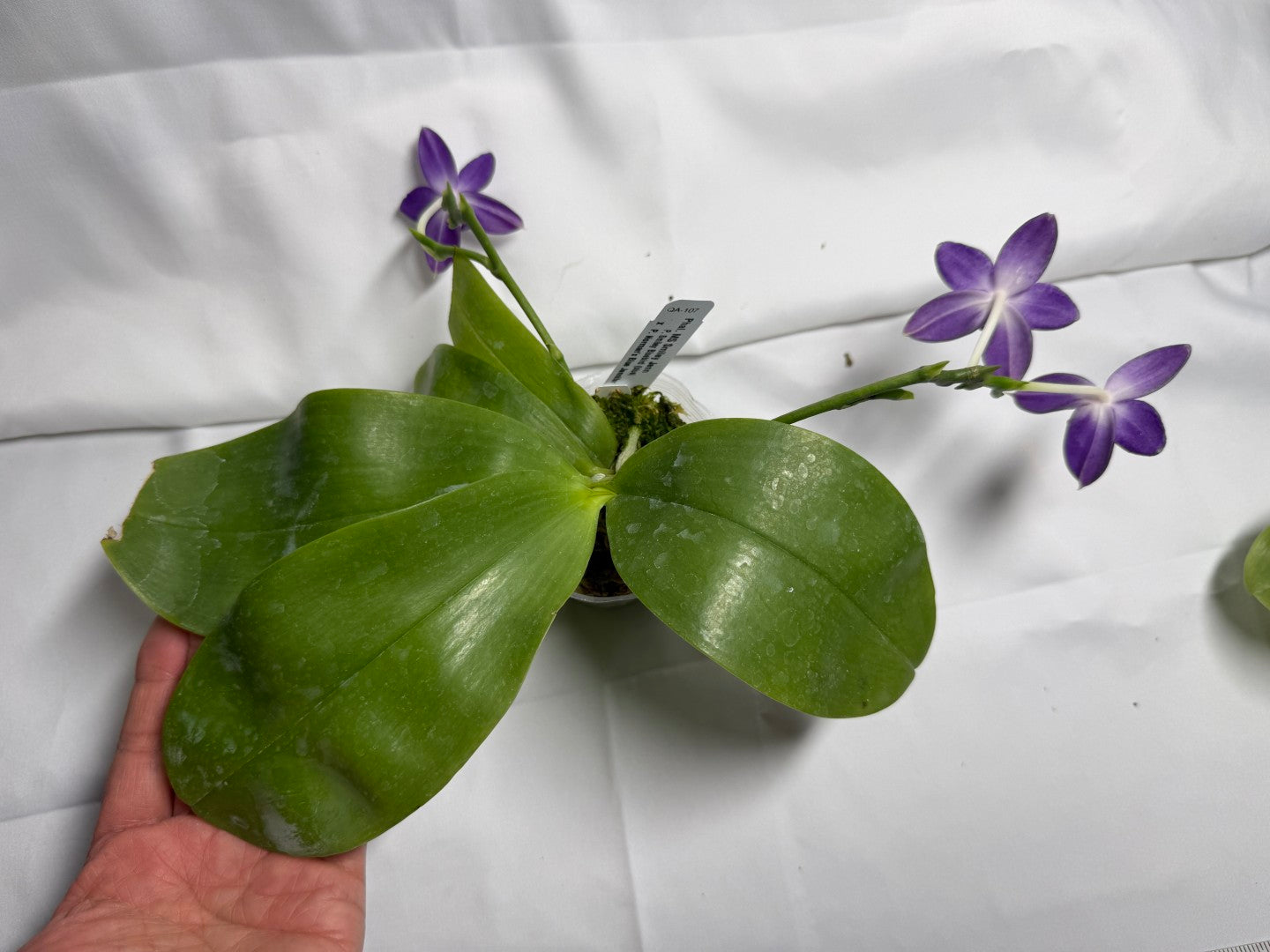 Phalaenopsis MS Smiley Jenn 251114-B Flowering 2 spikes