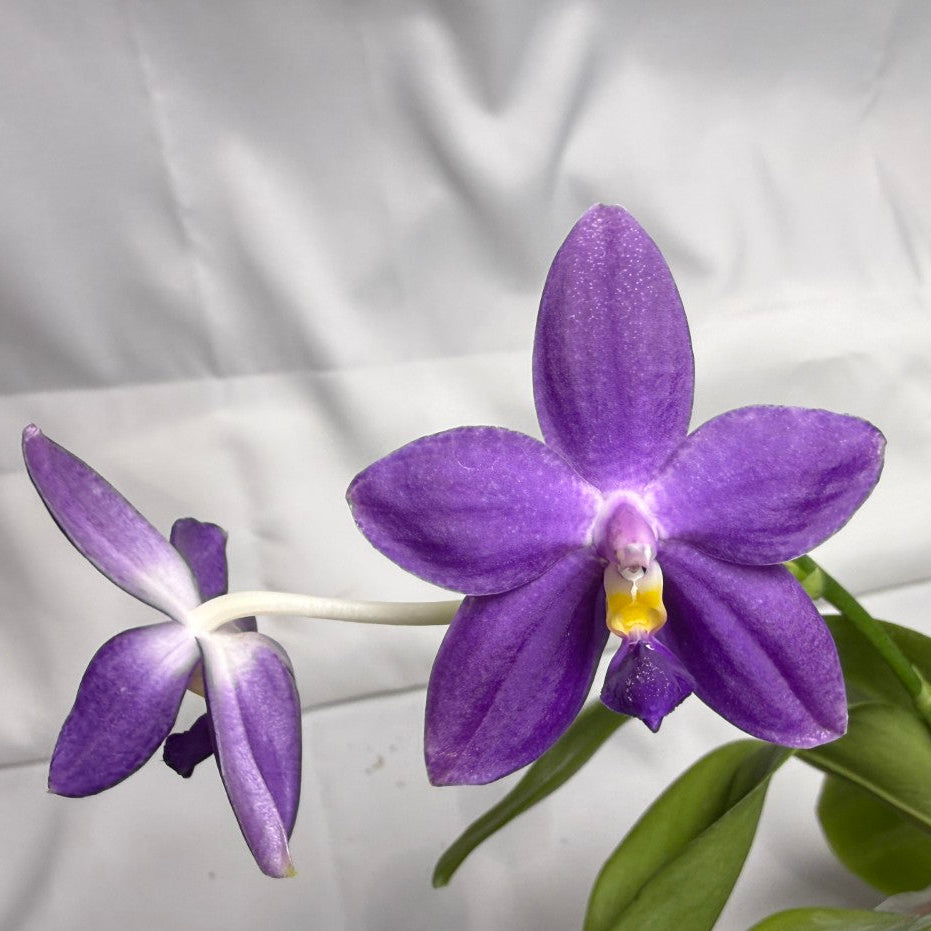 Phalaenopsis MS Smiley Jenn 251114-B Flowering 2 spikes