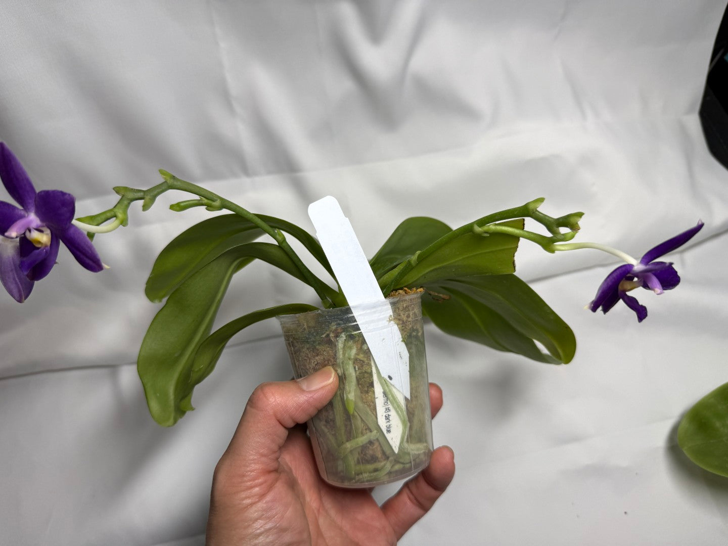 Phalaenopsis MS Smiley Jenn 251114-B Flowering 2 spikes