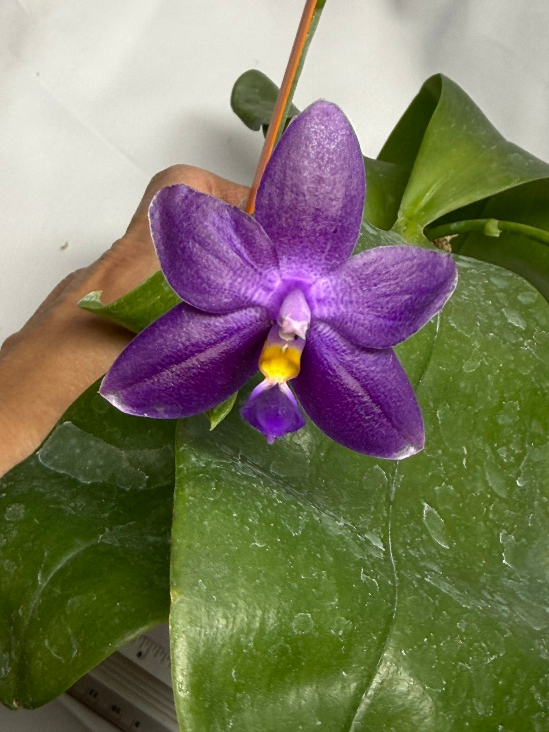 Phalaenopsis MS Smiley Jenn 251118 Flowering 2 spikes