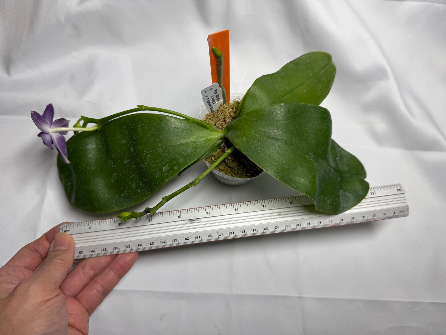 Phalaenopsis MS Smiley Jenn 251118 Flowering 2 spikes