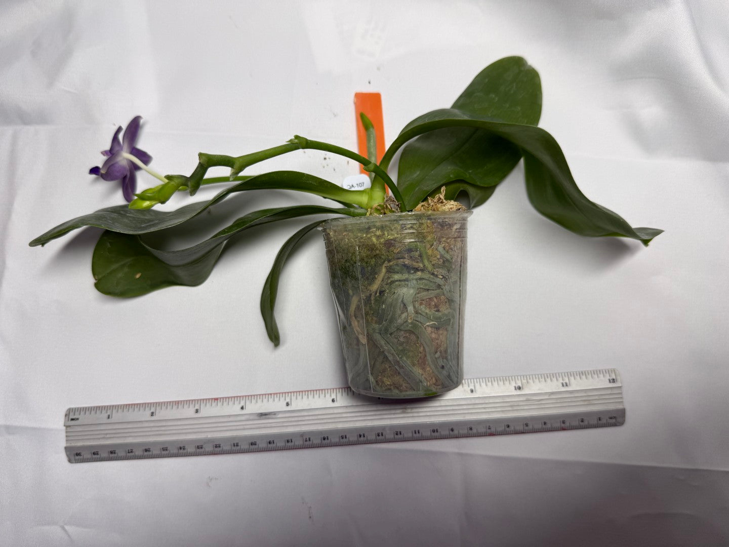 Phalaenopsis MS Smiley Jenn 251118 Flowering 2 spikes