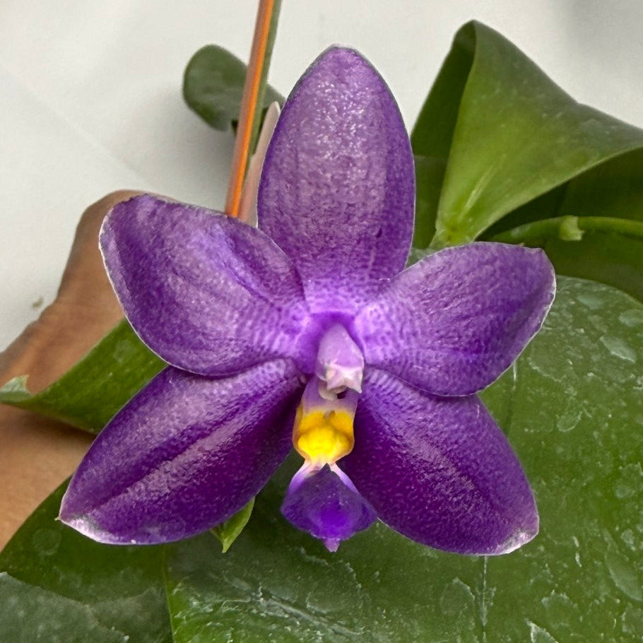 Phalaenopsis MS Smiley Jenn 251118 Flowering 2 spikes