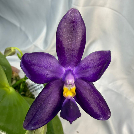 Phalaenopsis MS Smiley Jenn 251207 Flowering 2 spikes