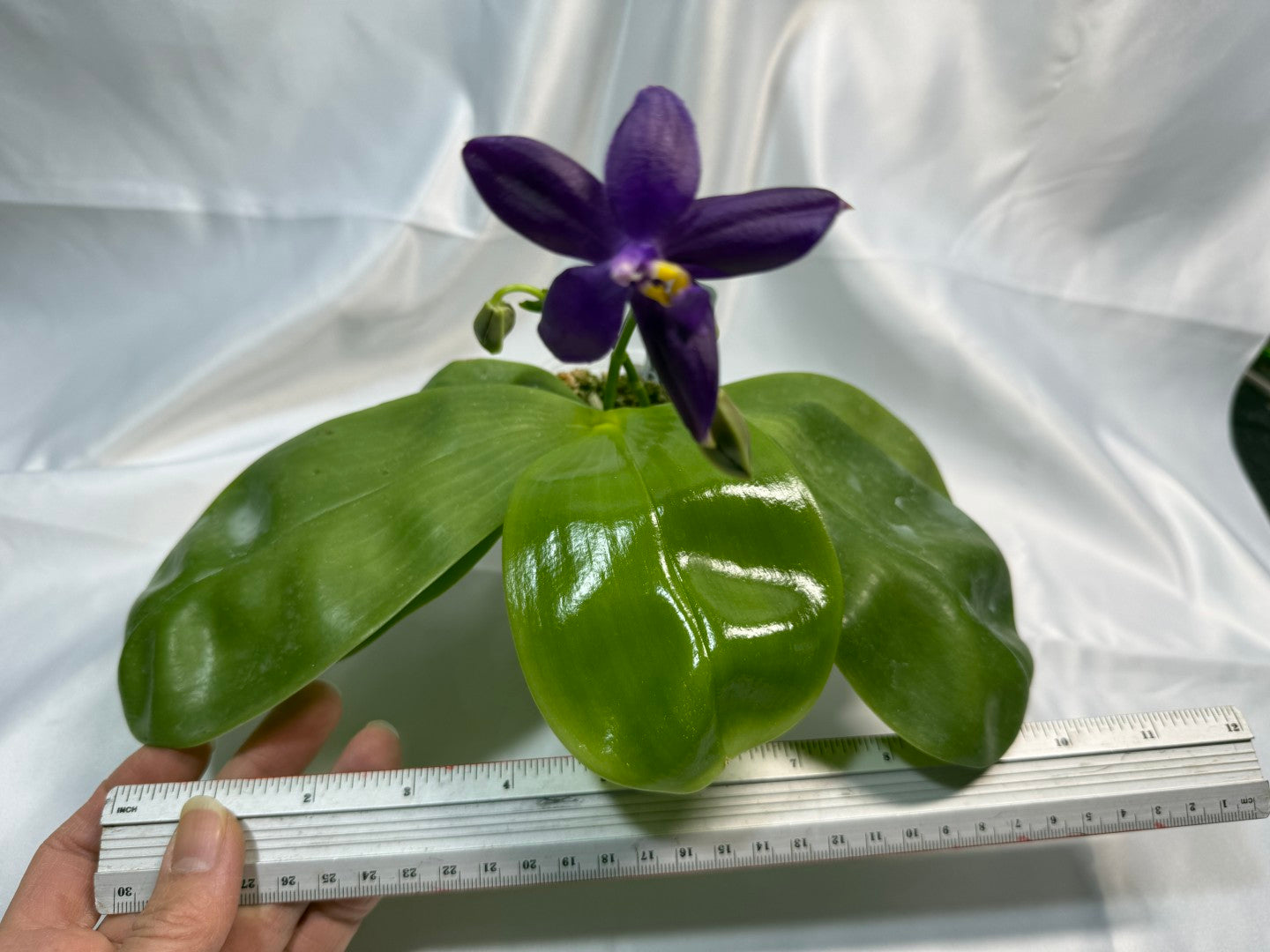 Phalaenopsis MS Smiley Jenn 251207 Flowering 2 spikes