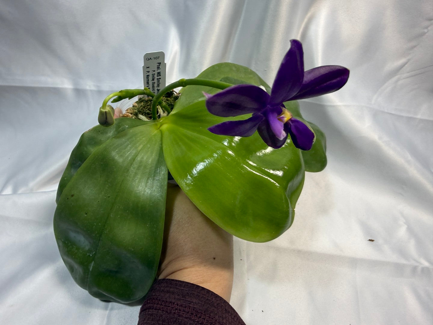 Phalaenopsis MS Smiley Jenn 251207 Flowering 2 spikes