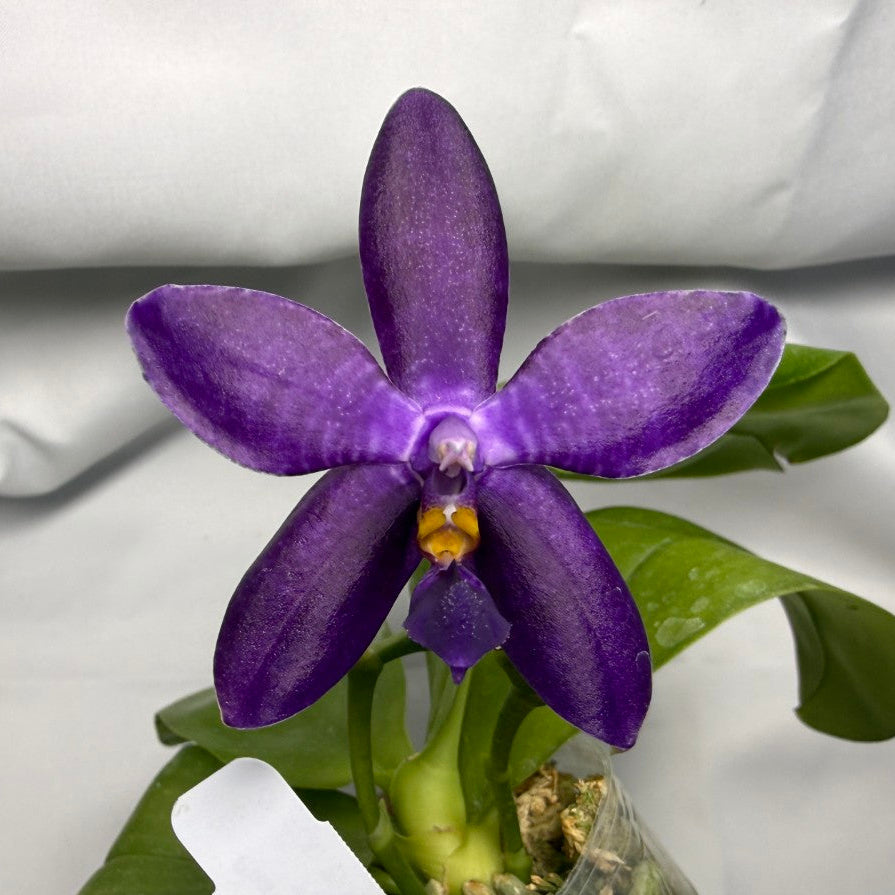 Phalaenopsis MS Smiley Jenn 251227 Flowering 2 spikes