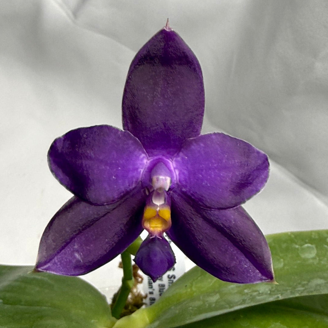 Phalaenopsis MS Smiley Jenn 260218 Flowering