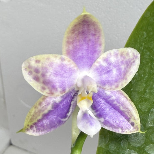 Phalaenopsis Mainshow Jennifer 250730-B Flowering